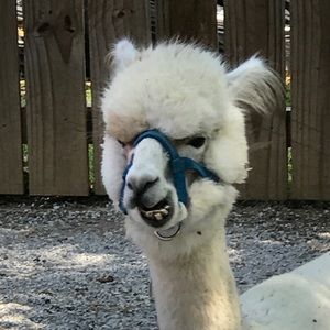 Meet your Posher, Adam